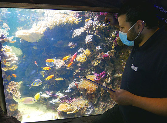 Serdar Karagöz, Biologischer Leiter im SEA LIFE München bei der Zählung  (©Foto: SEA LIFE München)